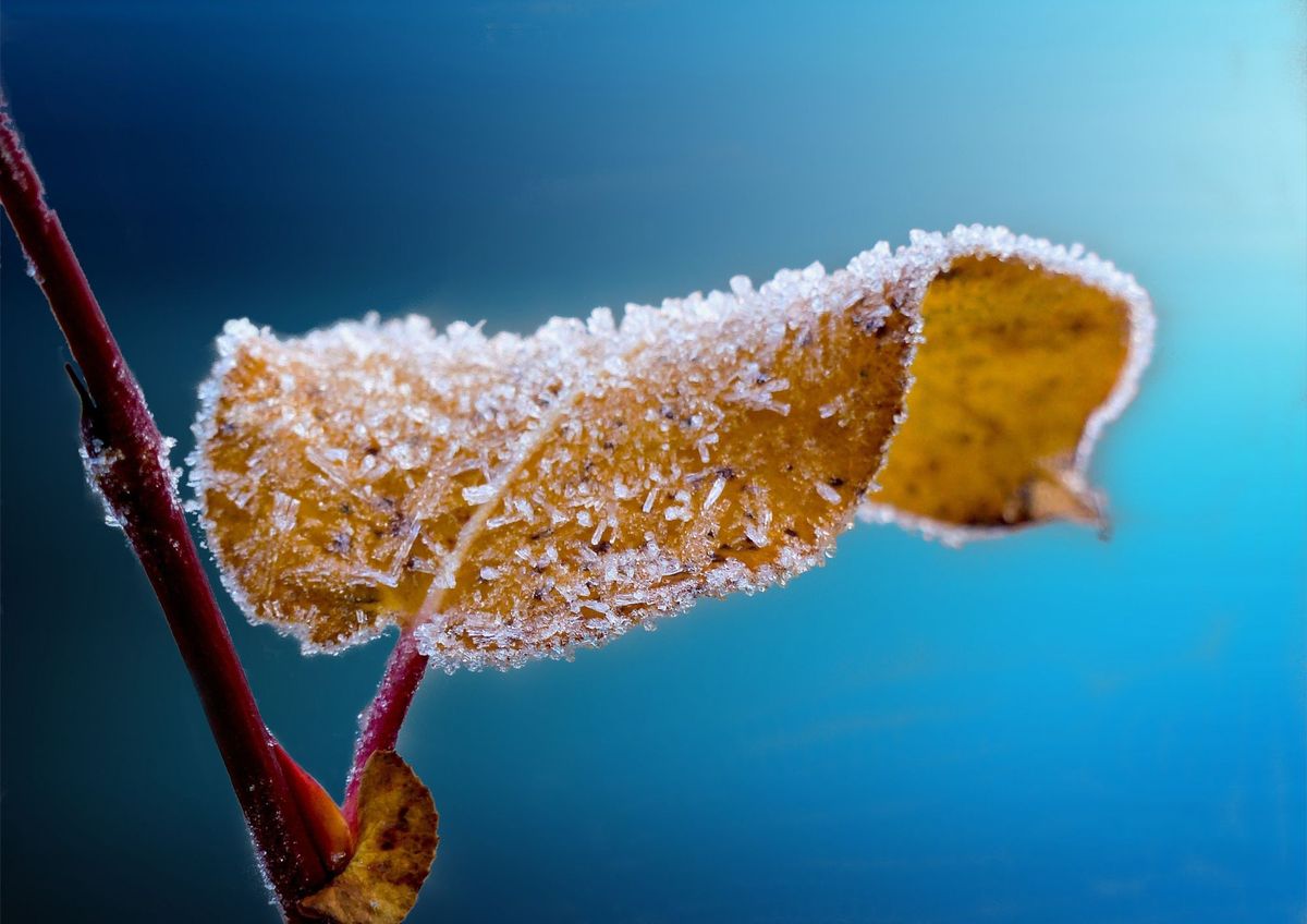 Que tus plantas de jardín no pasen frío&nbsp;