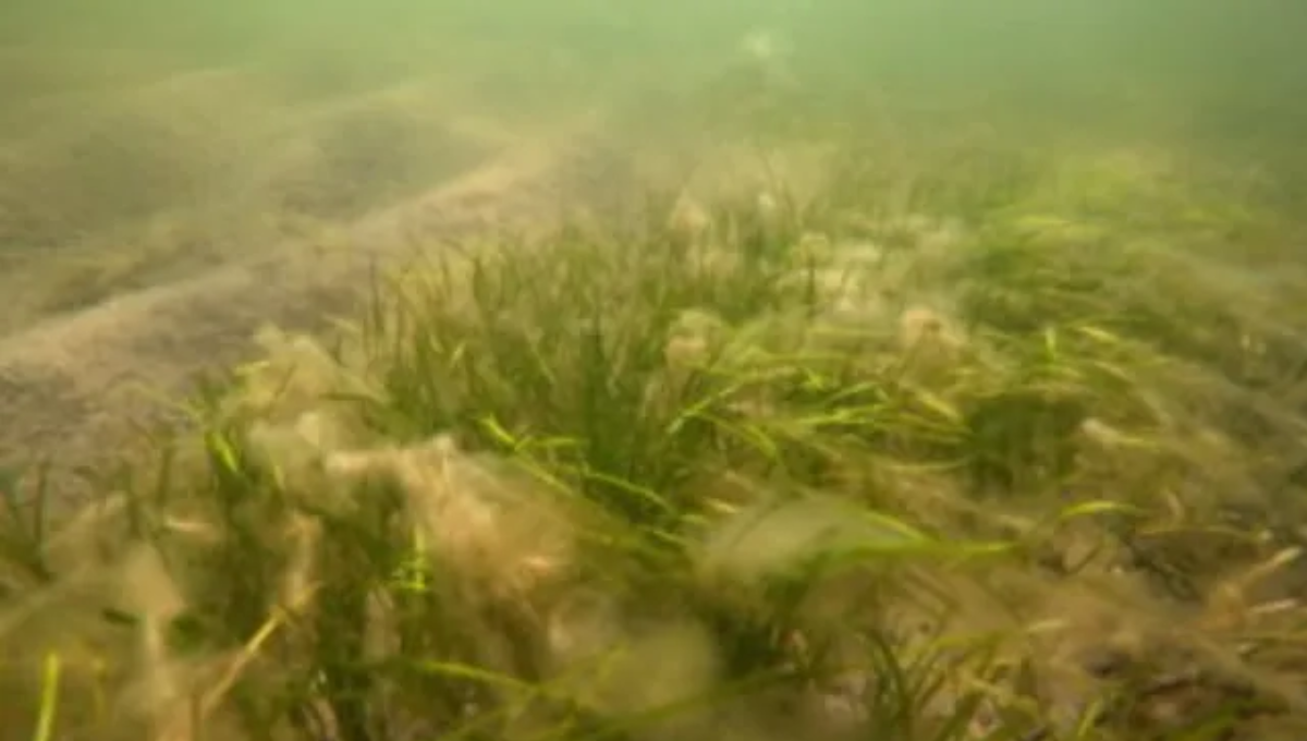 El histórico descubrimiento en lo más profundo del mar que impactó a los científicos El histórico descubrimiento en lo más profundo del mar que impactó a los científicos