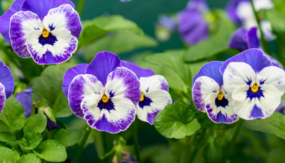 Las flores de pensamiento salen en invierno. Imagen: Freepik Las flores de pensamiento salen en invierno. Imagen: Freepik