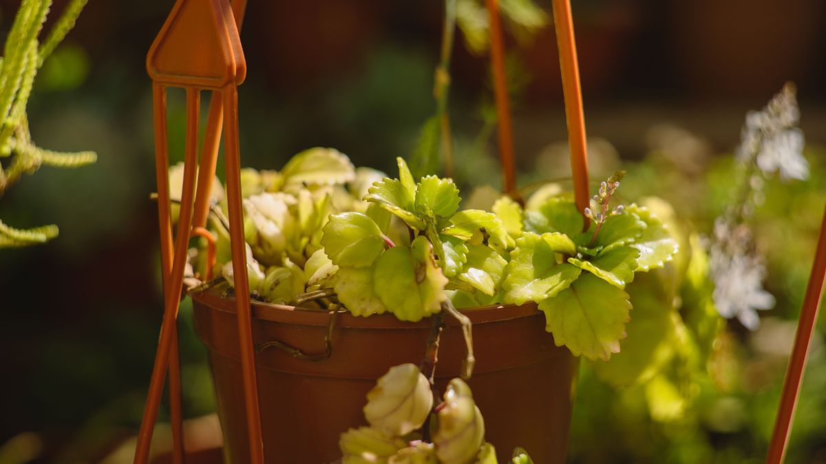 Aprendé a reproducir la planta del dinero fácilmente.