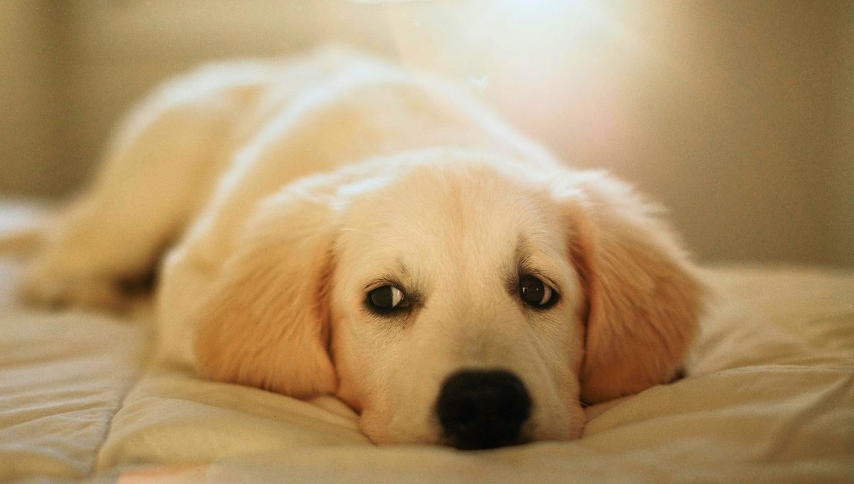 Al adoptar una mascota, la tranquilidad de la misma debe ser un aspecto a tener en cuenta. Foto Canva Al adoptar una mascota, la tranquilidad de la misma debe ser un aspecto a tener en cuenta. Foto Canva
