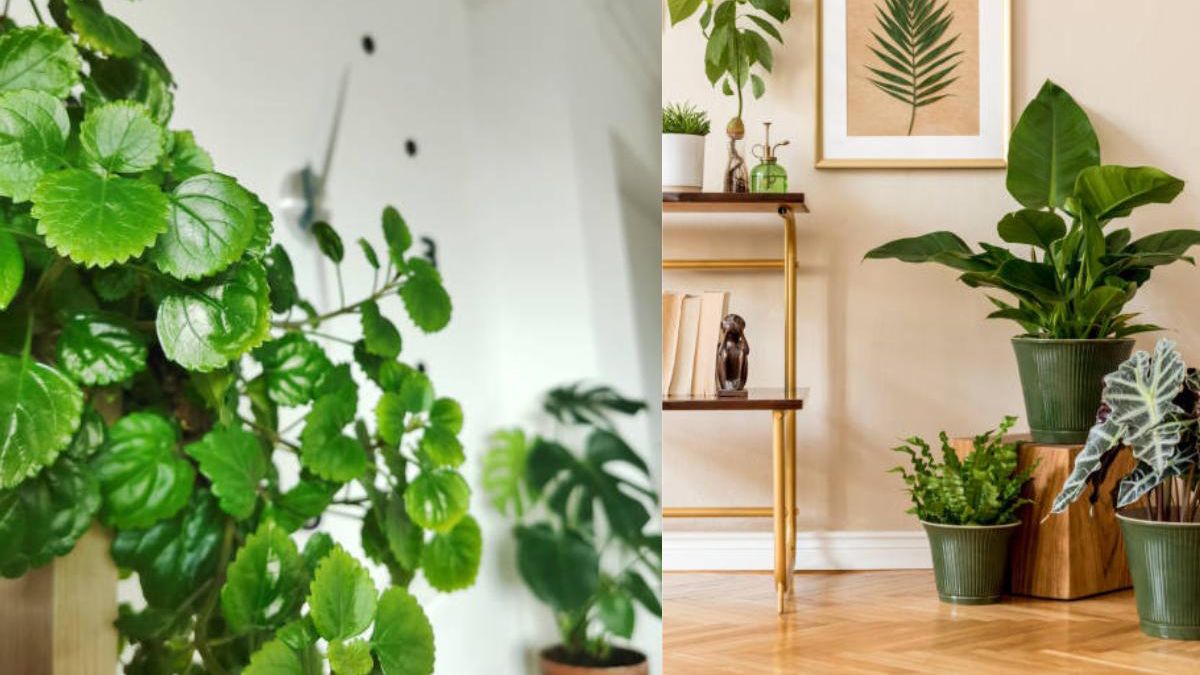Las plantas decoran, purifican los ambientes y atraen las buenas ondas según el Feng Shui.