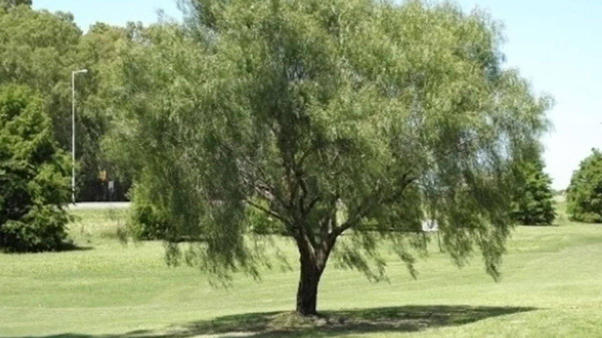 El Aguaribay se encuentra en las plazas y en espacios verdes, que ayuda a espantar los mosquitos y previene el Dengue El Aguaribay se encuentra en las plazas y en espacios verdes, que ayuda a espantar los mosquitos y previene el Dengue