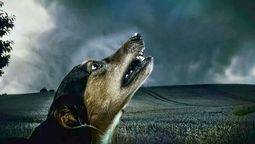 Si tu perro ladra durante la noche o la madrugada, te contamos qué significa. Fuente: Escuela canina. Si tu perro ladra durante la noche o la madrugada, te contamos qué significa. Fuente: Escuela canina.