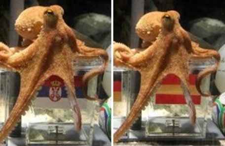 Al final, lo del pulpo Paul era un fotomontaje