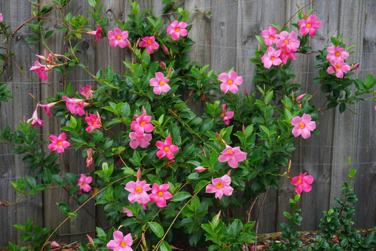 Cubre las paredes de tu jardín con esta planta trepadora. Imagen: Freepik