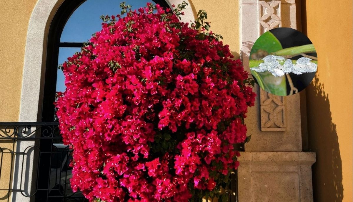 Cómo eliminar la cochinilla algodonosa de la planta de buganvilla