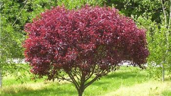 El árbol perfecto para casa: no levanta el piso con sus raíces, da frutas en verano y soporta la sequía El árbol perfecto para casa: no levanta el piso con sus raíces, da frutas en verano y soporta la sequía