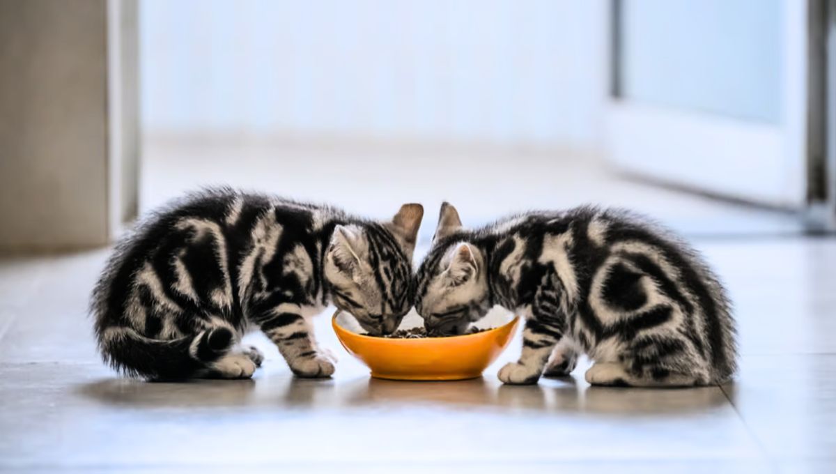 Los gatos pequeños gastan más energía que los gatos adultos