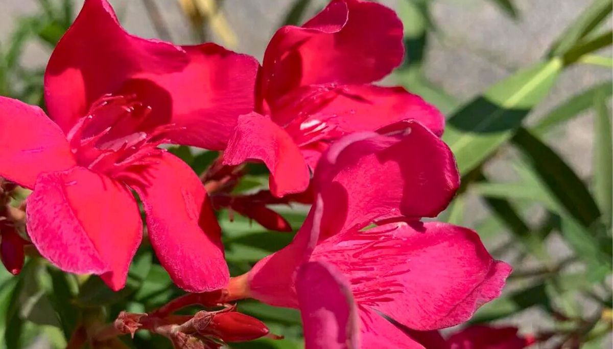 Cultiva esta planta en el jardín de casa. Imagen: Freepik.