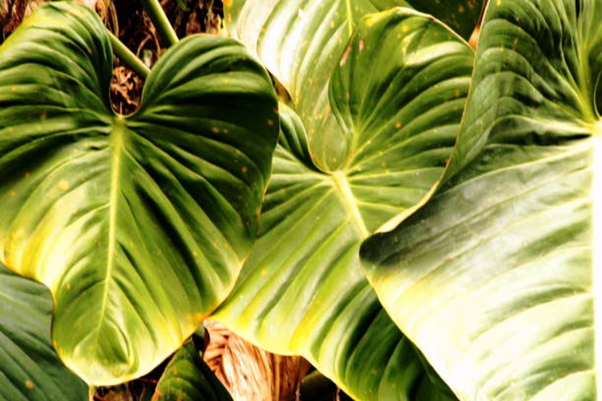 Alocasia u oreja de elefante. Alocasia u oreja de elefante.