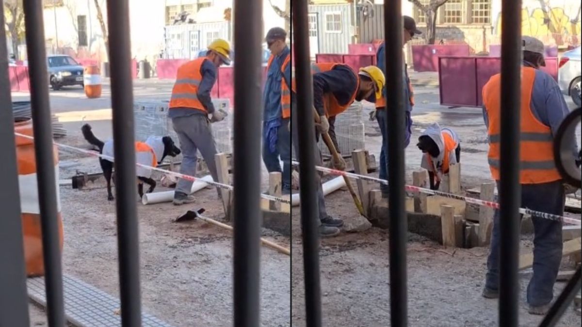 El perrito municipal de Mendoza que enamora a todo Tiktok