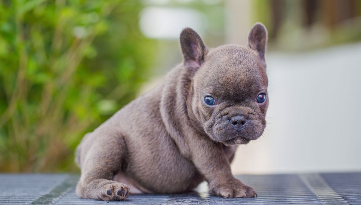 Estos perros tienen diferencias físicas, de comportamiento y temperamento. Estos perros tienen diferencias físicas, de comportamiento y temperamento.