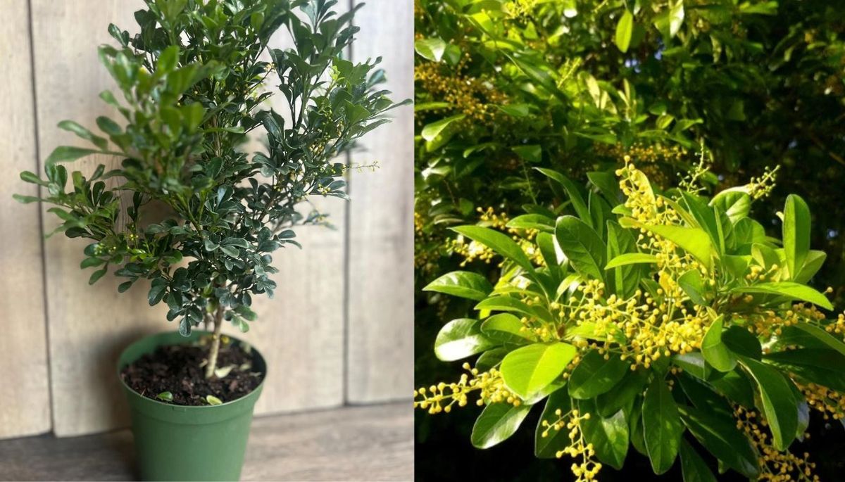 La falsa lima crece como árbol o arbusto. Imagen: composición Diario Uno. La falsa lima crece como árbol o arbusto. Imagen: composición Diario Uno. 