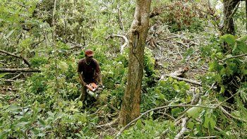 Drones: nuevos aliados contra la deforestación