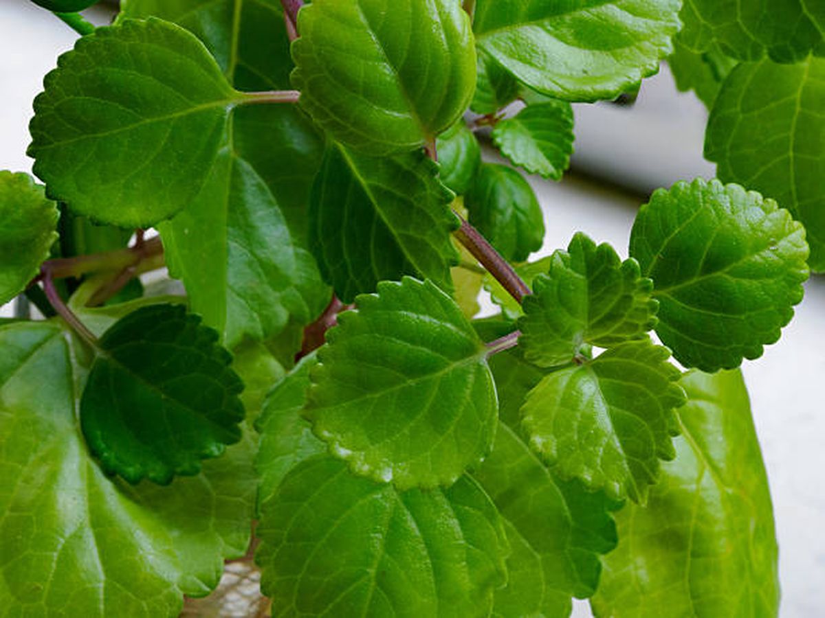 Planta del dinero. Planta del dinero.