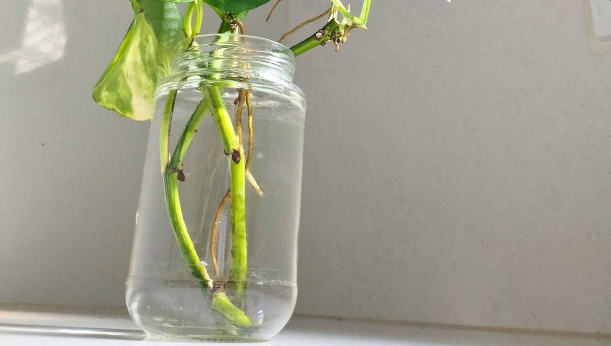 Las raíces en agua crecen mucho más rápido. Las raíces en agua crecen mucho más rápido.