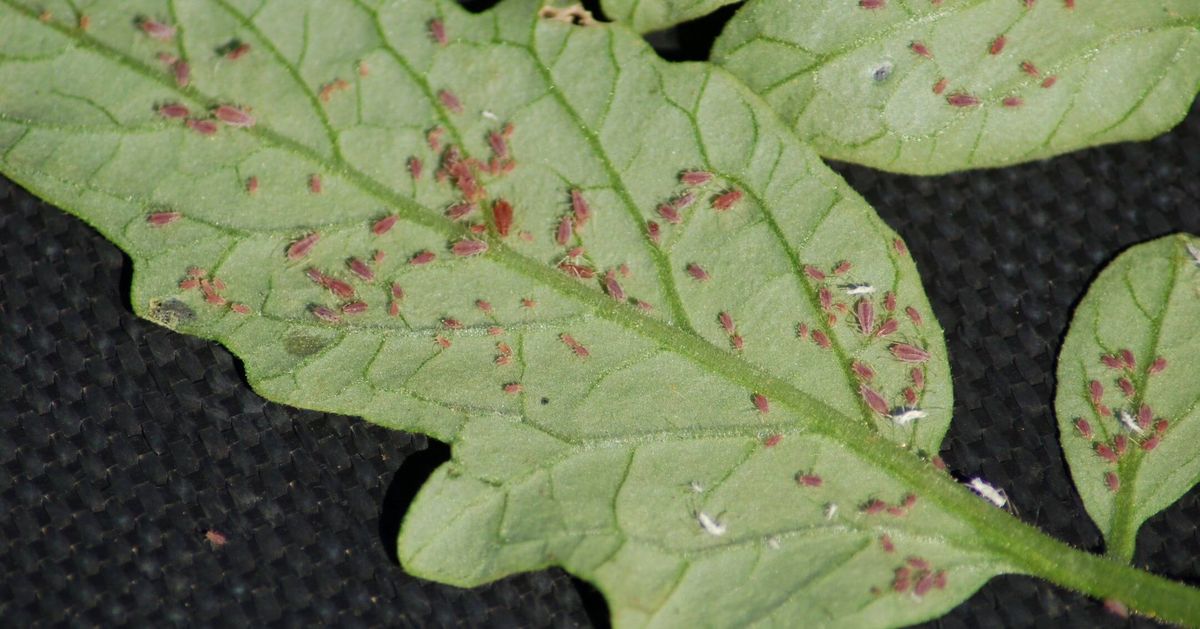 El pulgón puede ser ahuyentado con otras plantas que El pulgón puede ser ahuyentado con otras plantas que