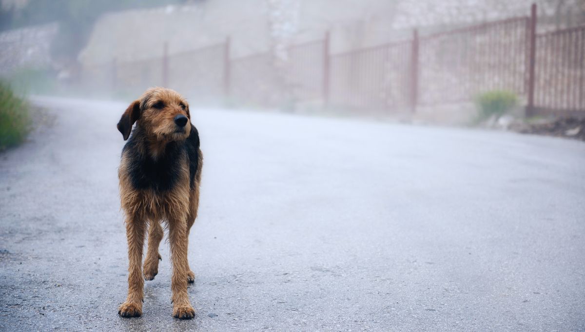 Por qué los perros callejeros persiguen a ciertas personas: qué significa