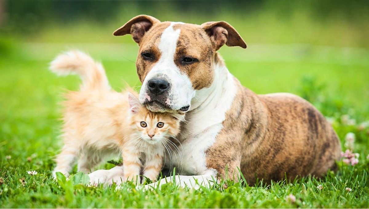 Las pulgas en tu mascota pueden ser eliminadas a través de la aplicación de una tierra específica