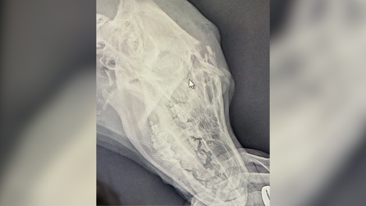 La radiografía realizada en la veterinaria confirmó que el animal sufría una grave fractura de cráneo. La radiografía realizada en la veterinaria confirmó que el animal sufría una grave fractura de cráneo.
