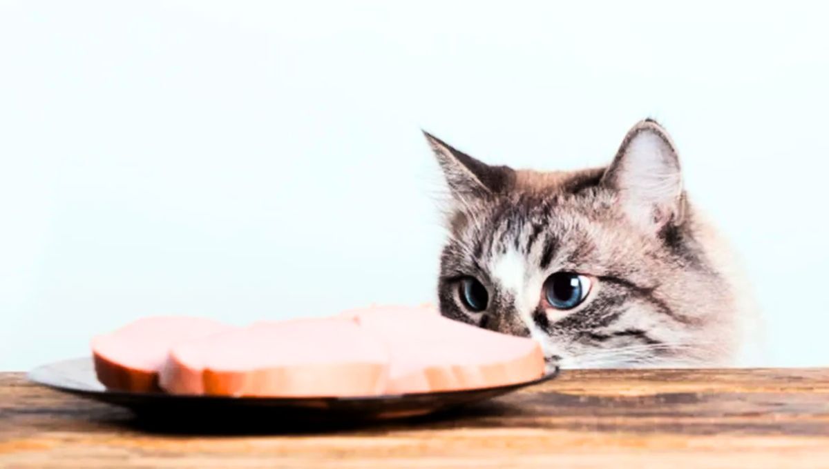 Cuidado con los alimentos que compartís con tu gato: lo que parece inofensivo puede causarle malestar o descomponerlo. Cuidado con los alimentos que compartís con tu gato: lo que parece inofensivo puede causarle malestar o descomponerlo.