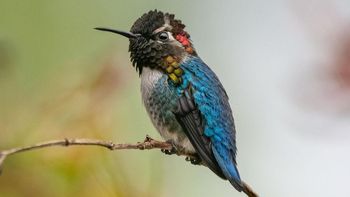 El ave más pequeña del mundo es de un país de América Latina: parece una abeja, mide solo 5 centímetros y pesa 2 gramos El ave más pequeña del mundo es de un país de América Latina: parece una abeja, mide solo 5 centímetros y pesa 2 gramos