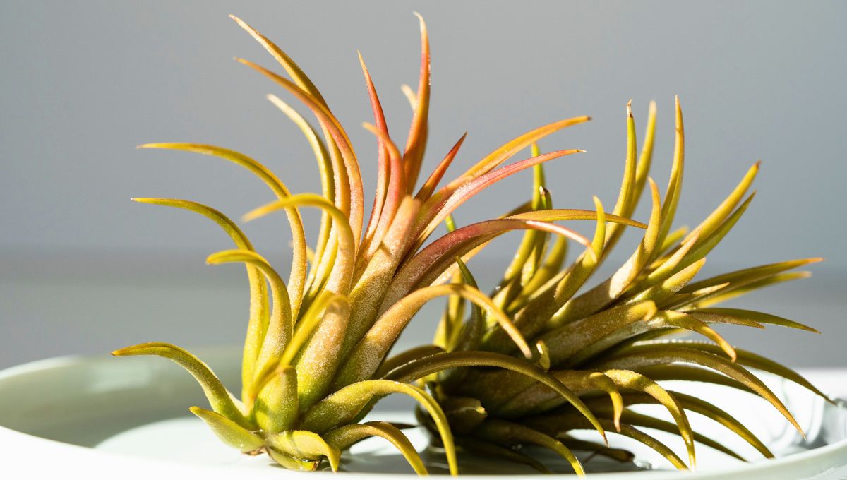 Una planta popular y hermosa