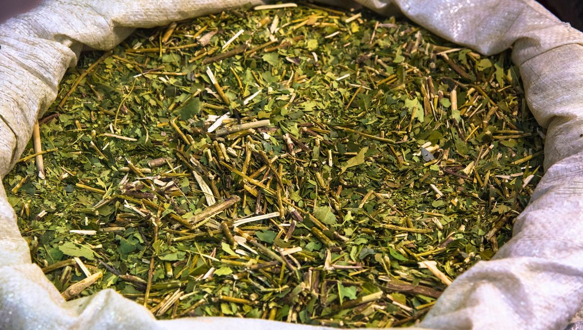 La yerba mate puede interferir con el aroma de los mosquitos.