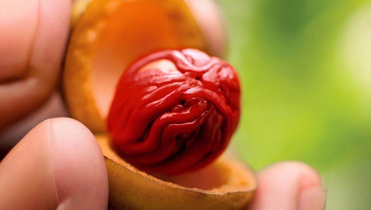 Ucuuba en lengua india significa "árbol de manteca". Ucuuba en lengua india significa "árbol de manteca".