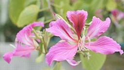 Este árbol es un verdadero encanto. Este árbol es un verdadero encanto.