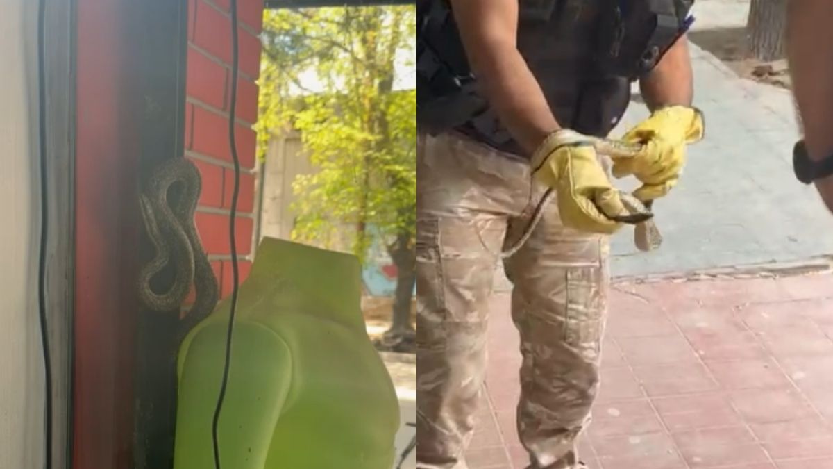 Apareció una culebra en el centro de Mendoza y generó terror en los vecinos