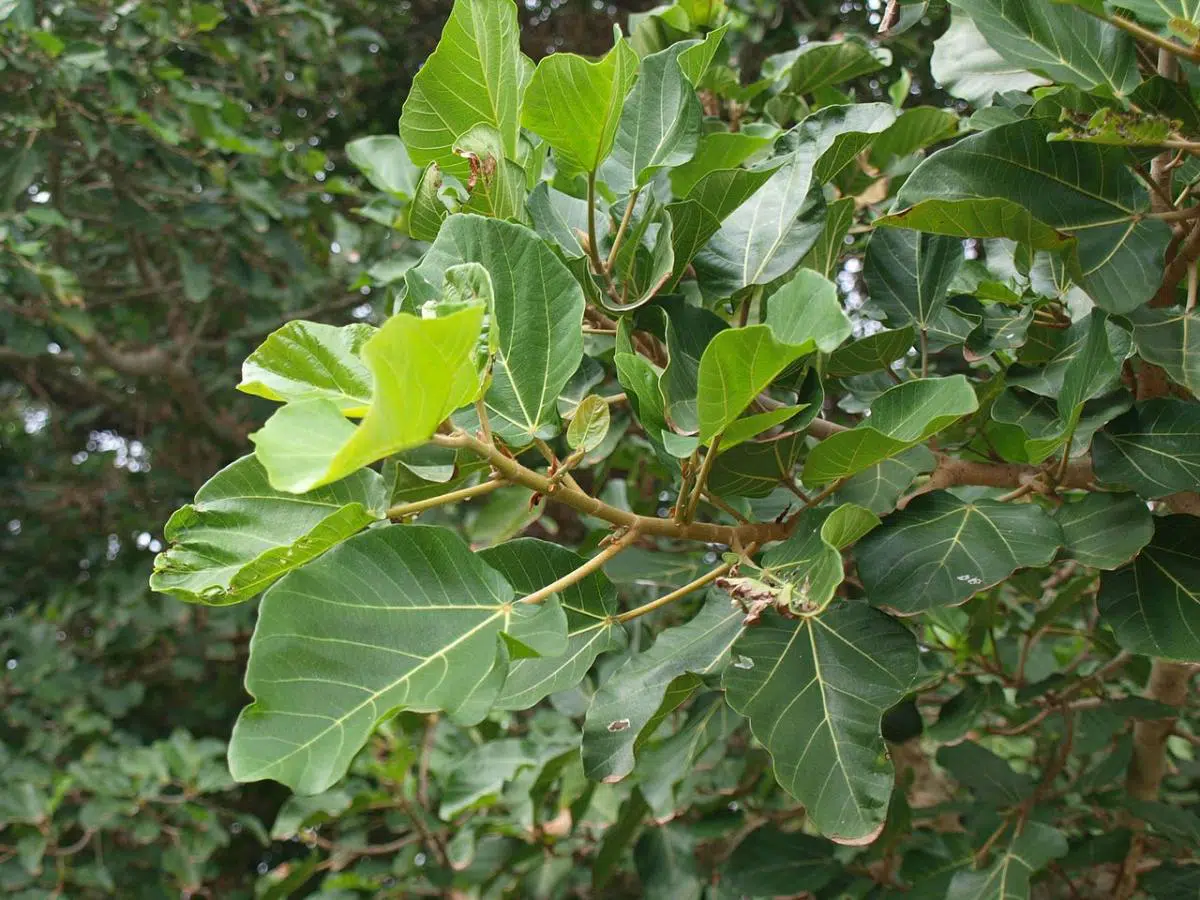 Las raíces del árbol pueden superar los 20 metros de longitud. Por eso, nunca se debe plantar sicomoro cerca de tuberías, muros, cimientos o pavimentos blandos. Las raíces del árbol pueden superar los 20 metros de longitud. Por eso, nunca se debe plantar sicomoro cerca de tuberías, muros, cimientos o pavimentos blandos.