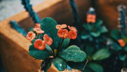 Esta planta tiene flores rojas y filosas espinas.