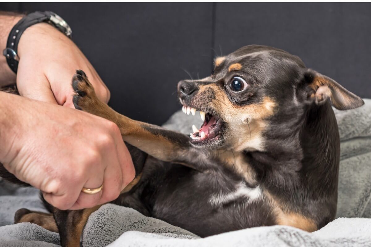 Por qué mi perro gruñe: significado según la ciencia veterinaria