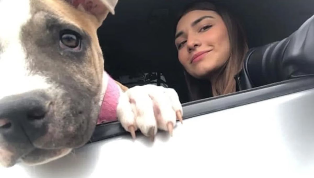 La triste historia de Camila, la perra que murió 2 días después de su dueña