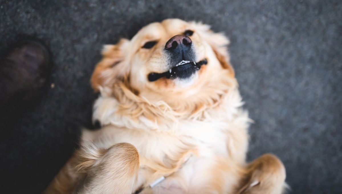 El hecho de que un perro se acueste boca arriba puede tener varios significados