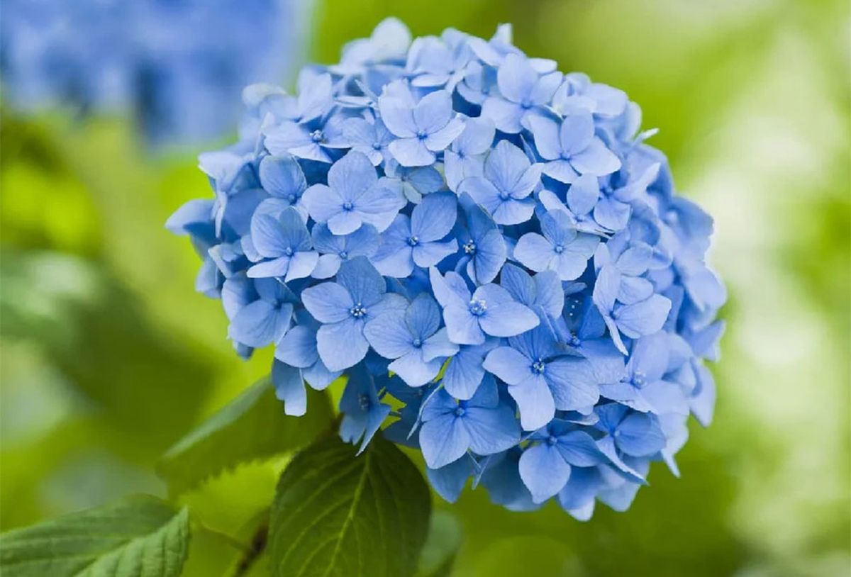 Con este truco de jardinería, tus hortensias se mantendrán vigorosas todo el año. Con este truco de jardinería, tus hortensias se mantendrán vigorosas todo el año.