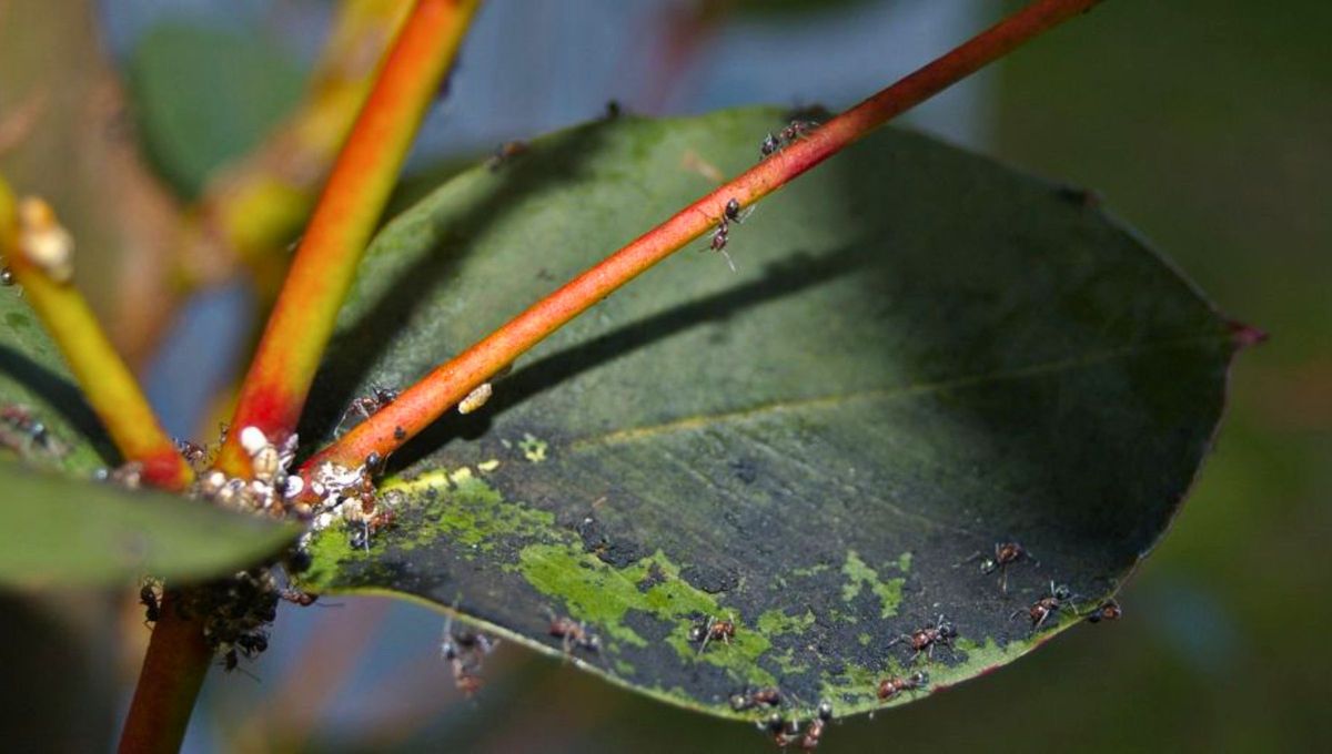 Por lo general, son las plagas las que pueden ocasionar estos problemas en el naranjo. Por lo general, son las plagas las que pueden ocasionar estos problemas en el naranjo.