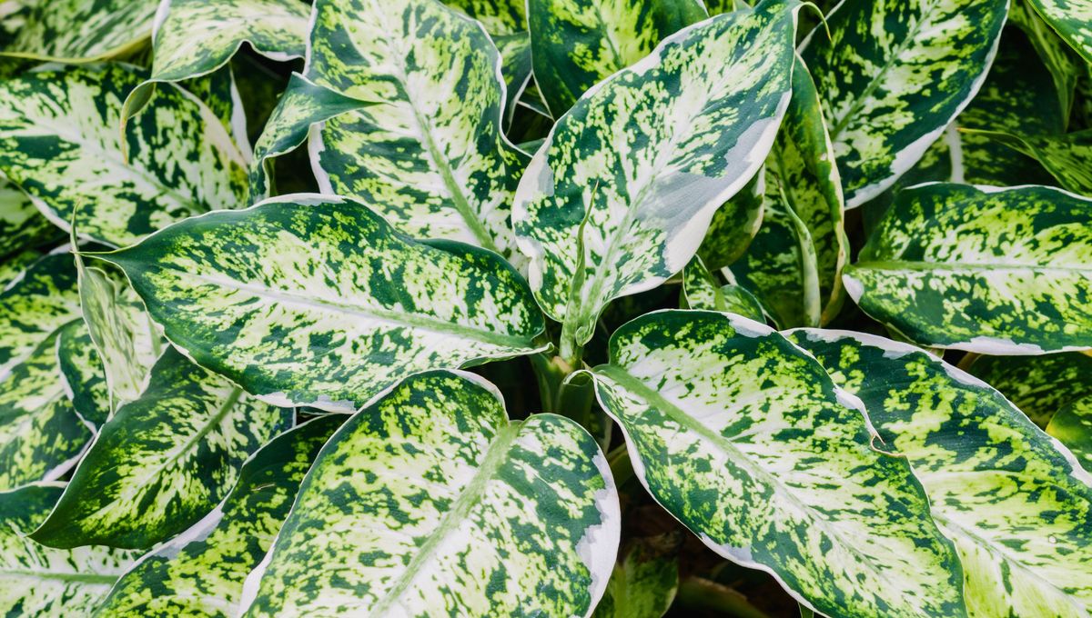 Una de las plantas más bonitas