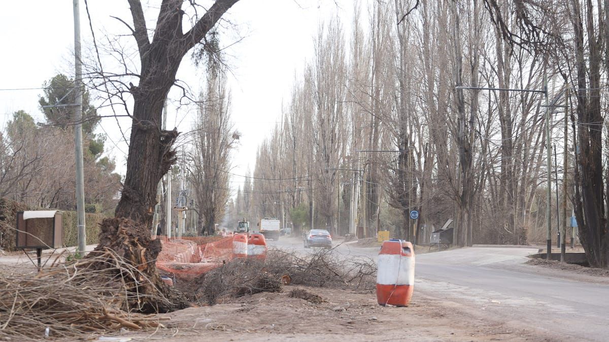 La polémica se generó entre una agrupación de proteccionistas de los árboles y la Municipalidad de Luján de Cuyo, luego de la caída de 17 grandes ejemplares de álamos y sauces en la calle Guardia Vieja tras el Zonda. Foto: Diario UNO