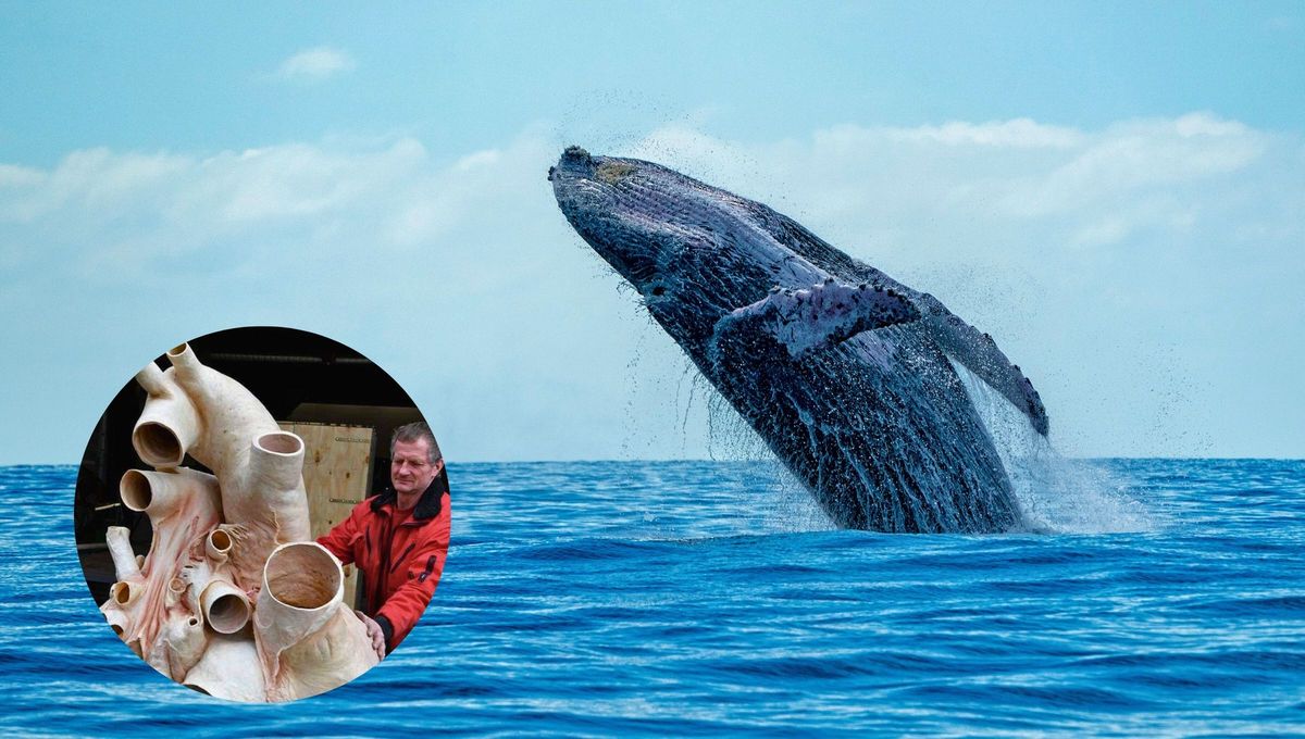 El corazón de la ballena azul es tan grande que una persona podría nadar a través de sus arterias