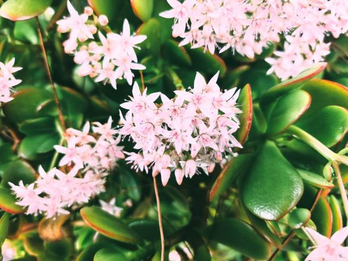 Feng Shui: esto significa que el árbol de jade tenga flores. Feng Shui: esto significa que el árbol de jade tenga flores.