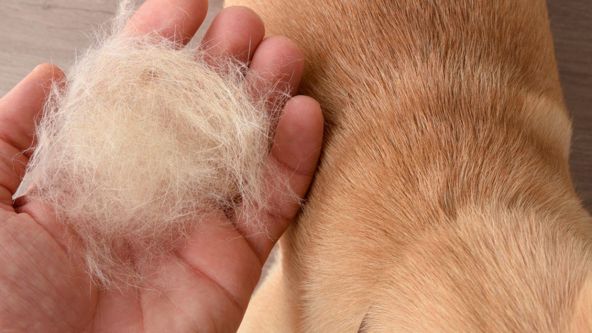 Estos sencillos trucos caseros son útiles para quitar todo tipo de pelos de la ropa.