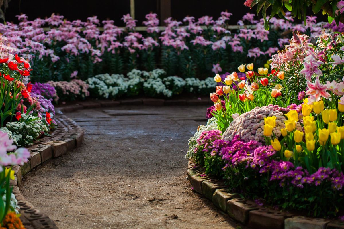 Llena tu jardín de vida con esta planta nativa de África. Imagen: Freepik.