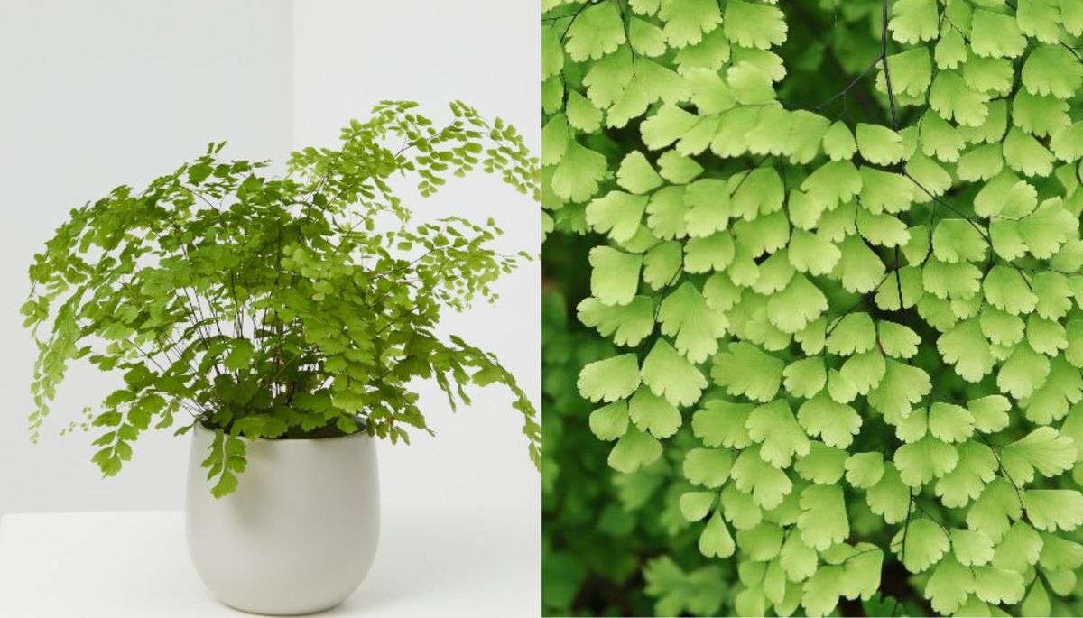 Esta planta ama la humedad y es ideal para decorar el baño sin complicaciones. Imagen: Pixabay. Esta planta ama la humedad y es ideal para decorar el baño sin complicaciones. Imagen: Pixabay.