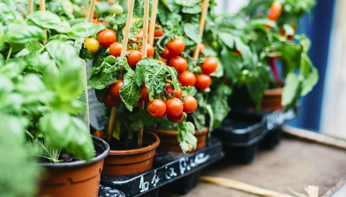¿Se puede cultivar una planta de tomates en el interior del hogar?