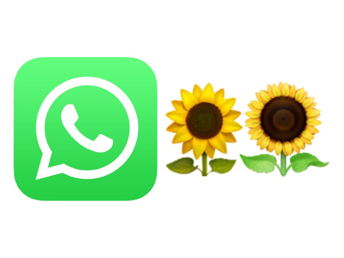 WhatsApp: el tierno y poco conocido significado del girasol