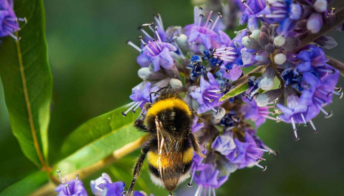 El árbol que tiene espigas de flores púrpuras inunda el jardín de perfume
