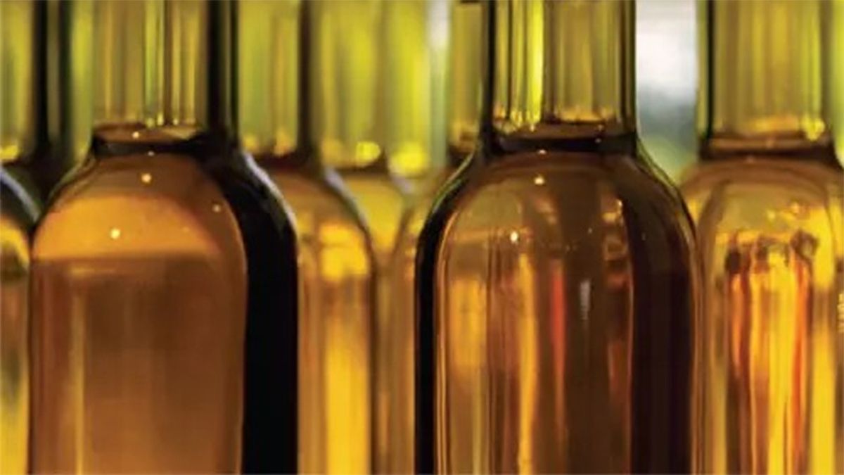 La Municipalidad de Maipú ya produjo 100 botellas de aceite de oliva.